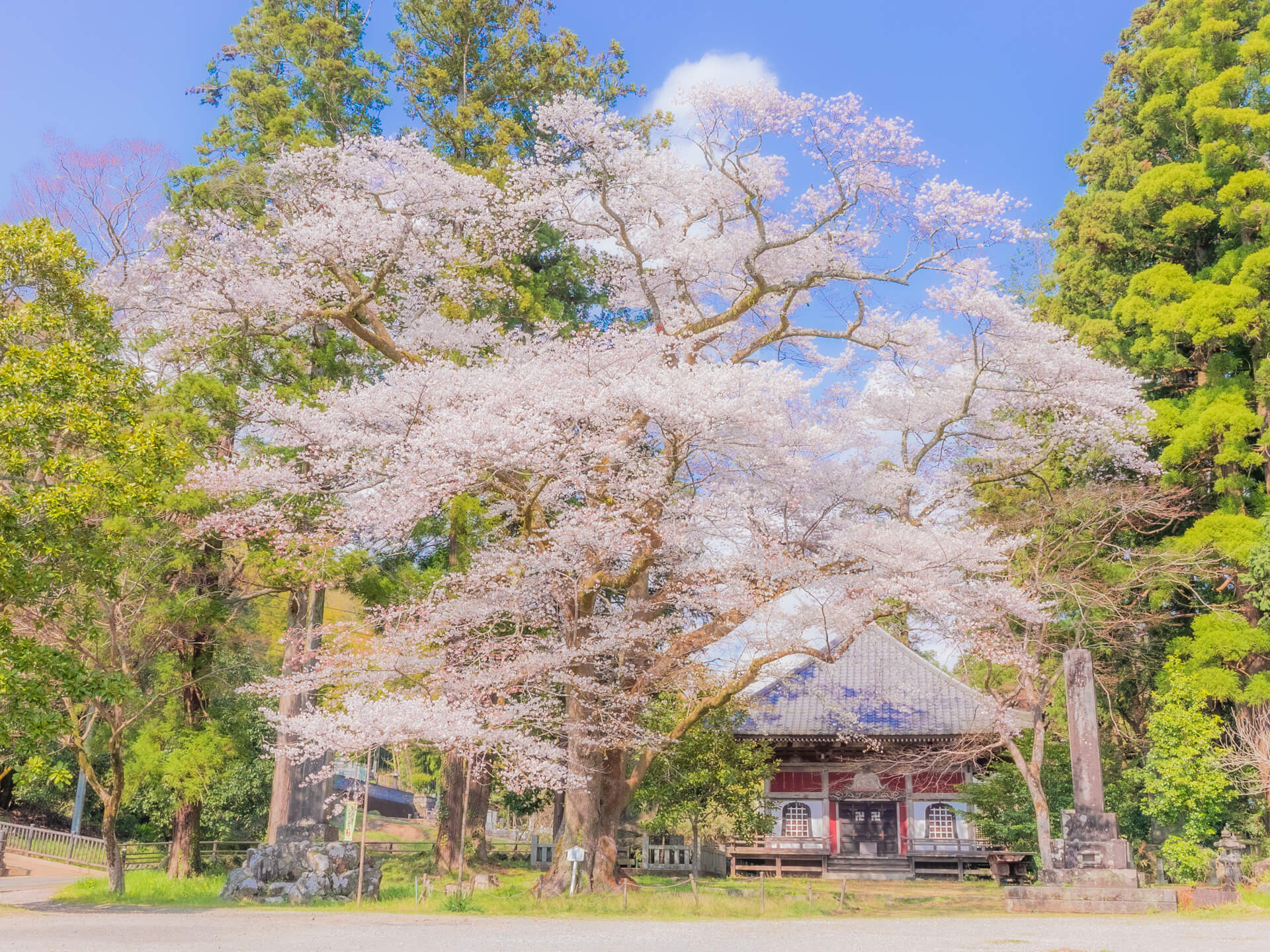 三島市内でおすすめの桜の名所一覧